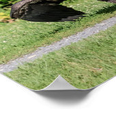 Poster Aigle à tête blanche juvénile (Coin)