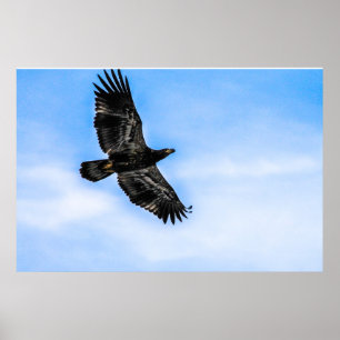 Poster Aigle à tête blanche juvénile (vol)