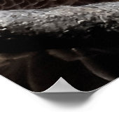 Poster Aigle à tête blanche mâle mature gros (Coin)