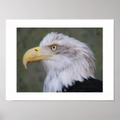 Poster Aigle à tête blanche Photographie (Devant)