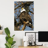 Poster Aigle à tête blanche sur un haut perchoir (Bureau à domicile)