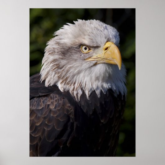 Poster Aigle américain imprimé (Devant)