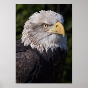 Poster Aigle américain imprimé