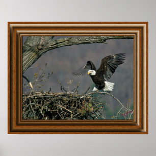 Poster Aigle Bald 'Impression encadrée'