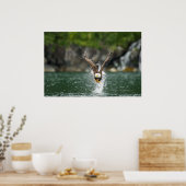 Poster Aigle Bald Le Gros Catch (Cuisine)