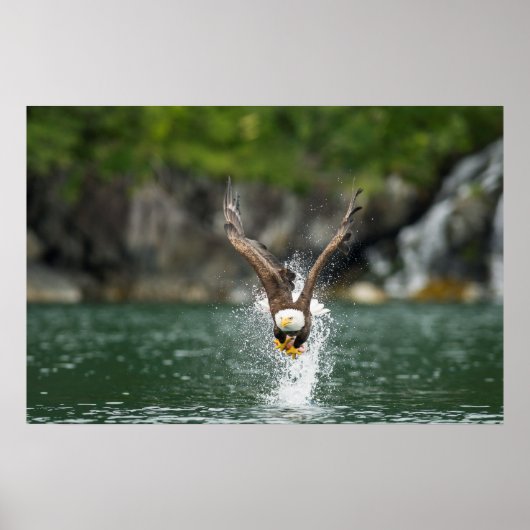 Poster Aigle Bald Le Gros Catch (Devant)