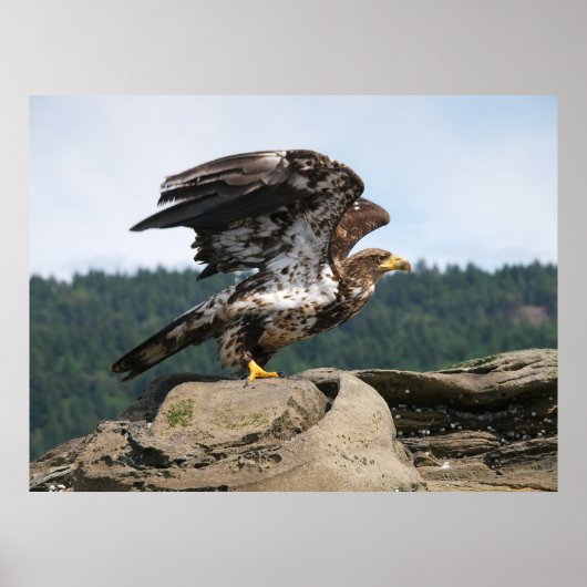 Poster Aigle Bald Prêt Pour Le Vol Beaux Art Imprimer (Devant)