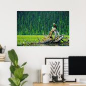 Poster Aigle Balle Perché Sur Branche (Bureau à domicile)