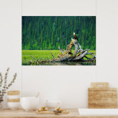 Poster Aigle Balle Perché Sur Branche (Cuisine)