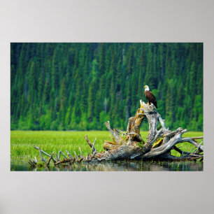 Poster Aigle Balle Perché Sur Branche