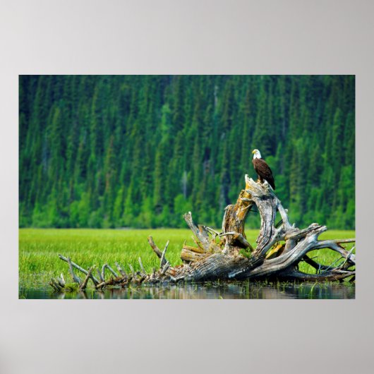Poster Aigle Balle Perché Sur Branche (Devant)