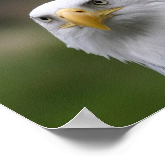 Poster aigle chauve (Coin)