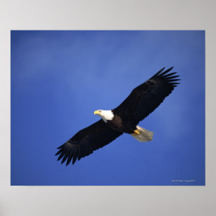Poster Aigle chauve montant, Alaska