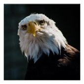 Poster Aigle curieux (Devant)