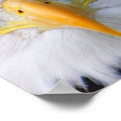 Poster Aigle de Bald (Coin)