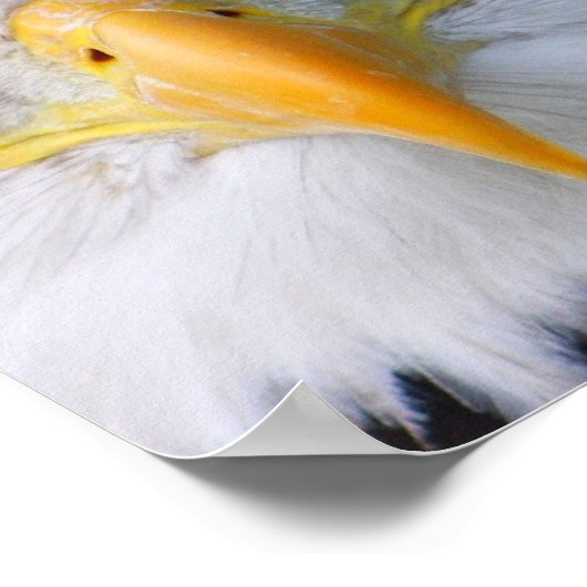 Poster Aigle de Bald (Coin)