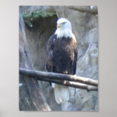 Poster Aigle de Bald (Devant)