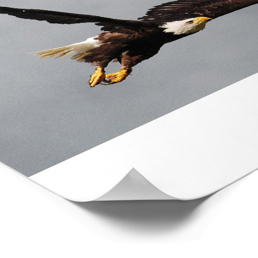 Poster Aigle de Bald (Coin)