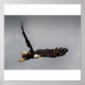 Poster Aigle de Bald (Devant)
