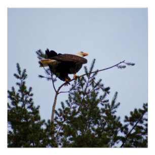 Poster Aigle de Bald