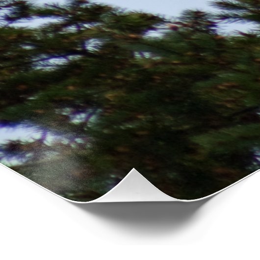 Poster Aigle de Bald (Coin)