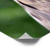 Poster Aigle de Bald (Coin)
