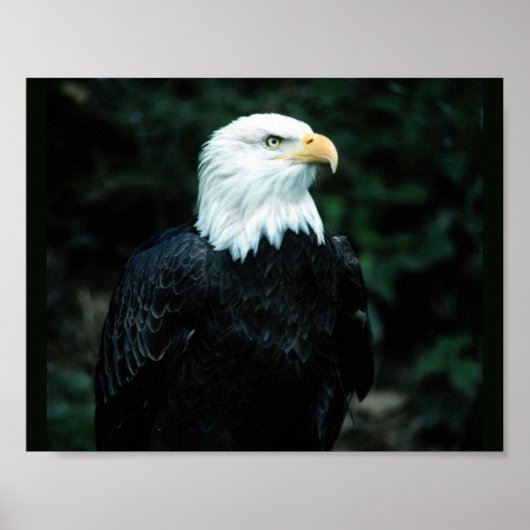 Poster Aigle de Bald (Devant)
