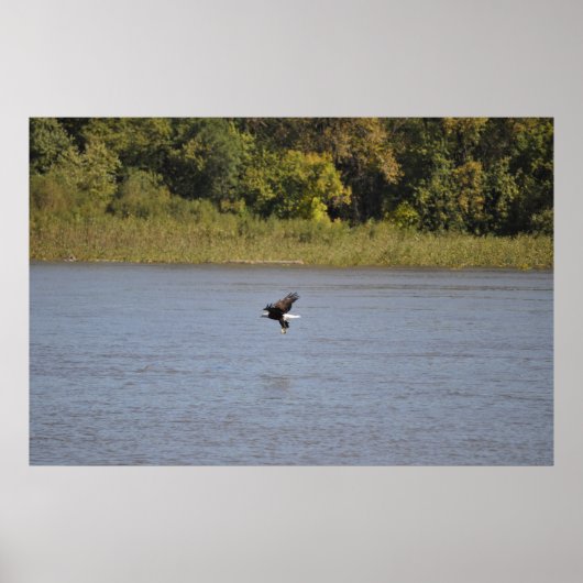 Poster Aigle de Bald (Devant)