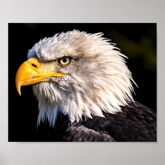Poster Aigle de Bald (Devant)