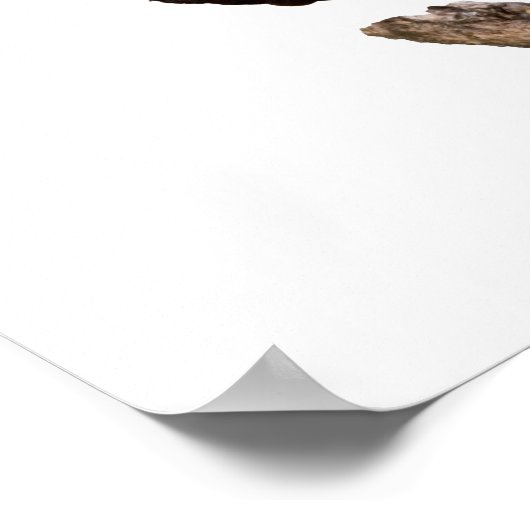 Poster Aigle de Bald (Coin)