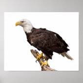 Poster Aigle de Bald (Devant)