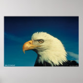 Poster Aigle de Bald (Devant)