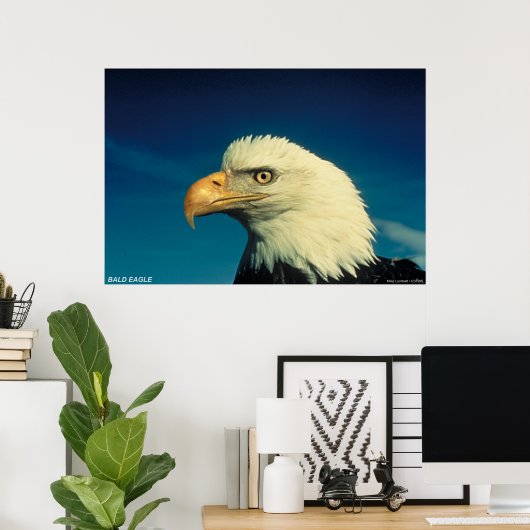 Poster Aigle de Bald (Bureau à domicile)
