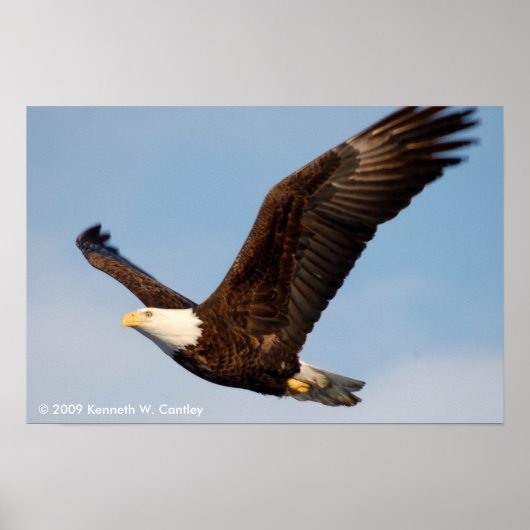 Poster Aigle de Bald en vol (Devant)