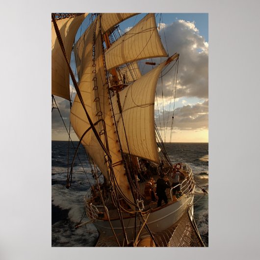 Poster Aigle de la mer (Devant)