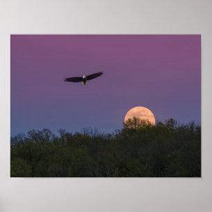 Poster Aigle de la super-lune rose