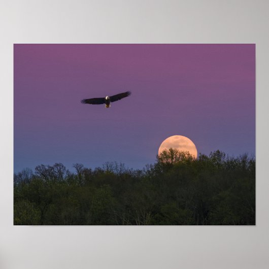 Poster Aigle de la super-lune rose (Devant)