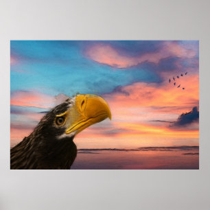 Poster Aigle de mer