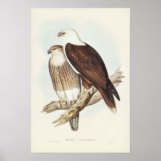 Poster Aigle de mer à poitrine blanche par Elizabeth Goul (Devant)
