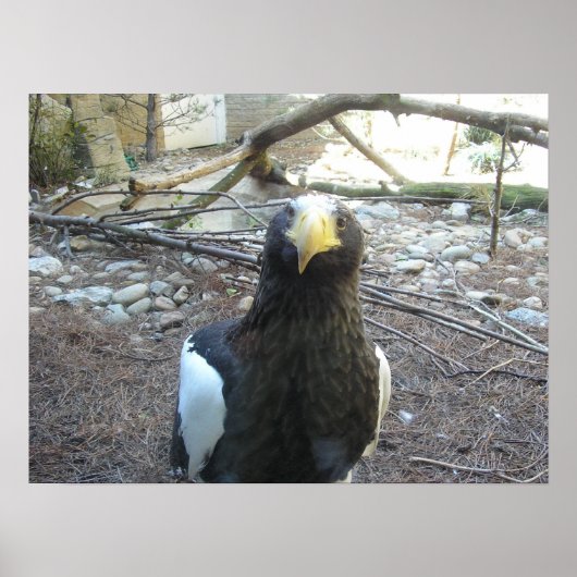 Poster Aigle de mer de Steller (Devant)