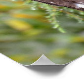 Poster Aigle de mer de Steller (Coin)