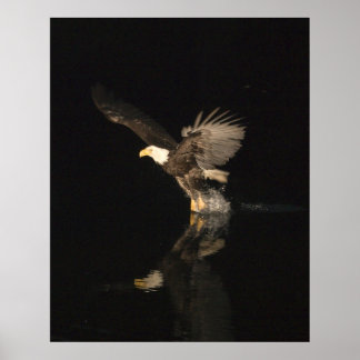 POSTER AIGLE DE NUIT