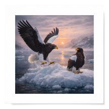 Aigle de Steller (Haliaeetus pelagicus) –
