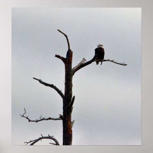 Poster Aigle de tête dans l'arbre (Devant)