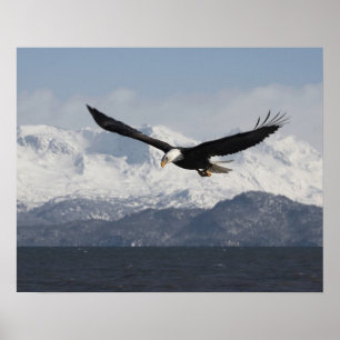 Poster Aigle de tête en vol, Haliaeetus leucocephalus,