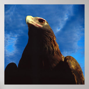 Poster Aigle d'or