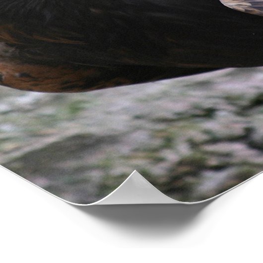 Poster Aigle d'or (Coin)