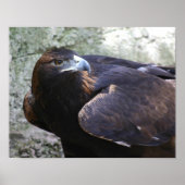 Poster Aigle d'or (Devant)
