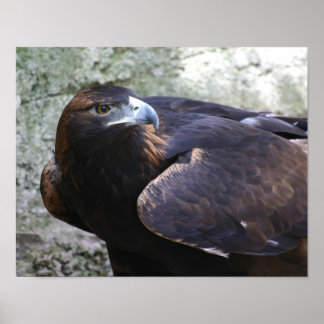 Poster Aigle d'or