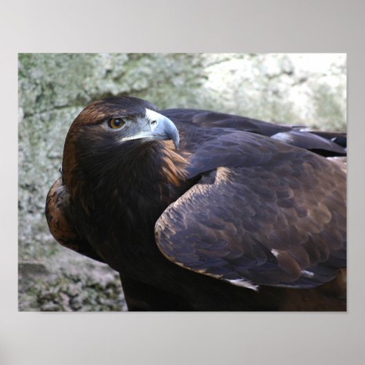 Poster Aigle d'or (Devant)